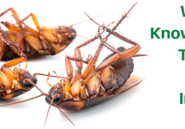 What to Know About the Pest Control Industry