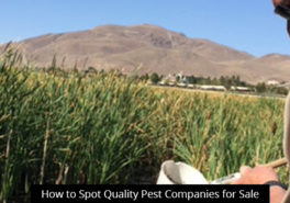 How to Spot Quality Pest Companies for Sale
