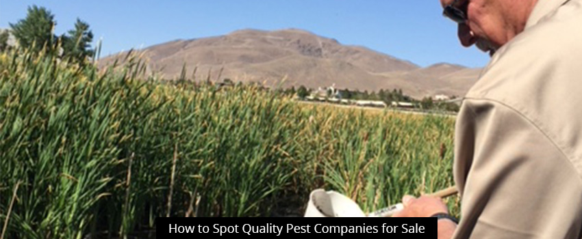 How to Spot Quality Pest Companies for Sale