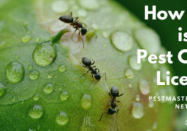 How Much Is A Pest Control License?